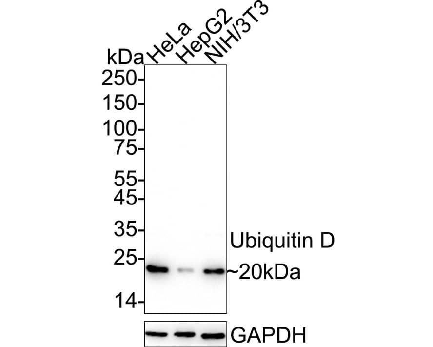 FAT10 Antibody (JJ084-09)