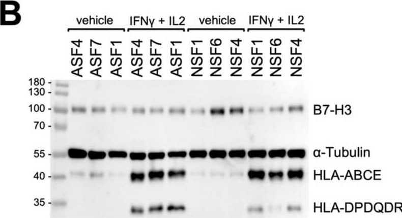 HLA-ABCE Antibody (TP25.99SF) - BSA Free