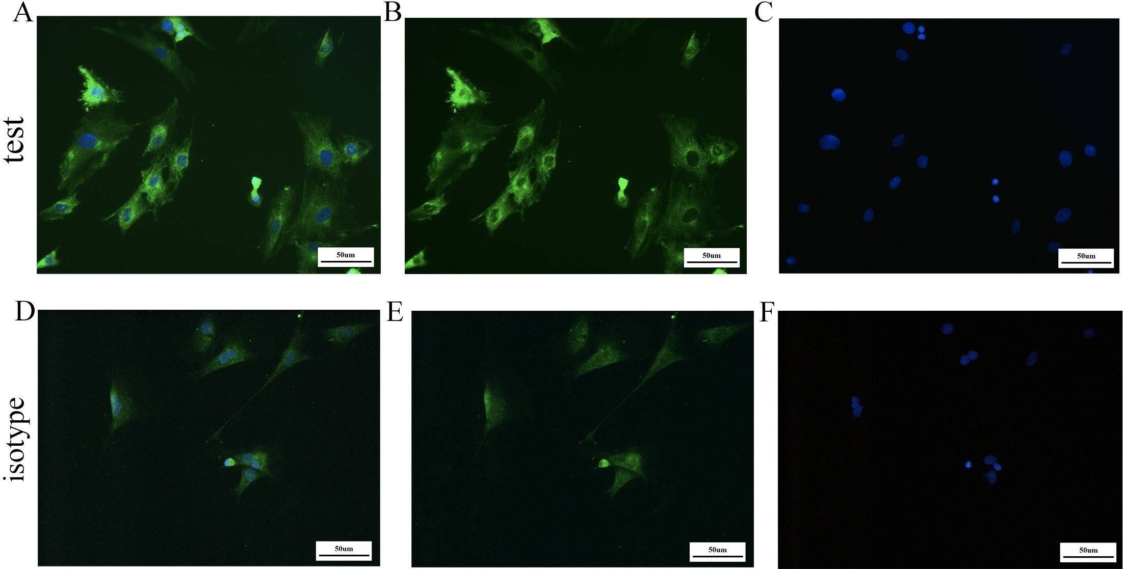 LRRC32/GARP Antibody