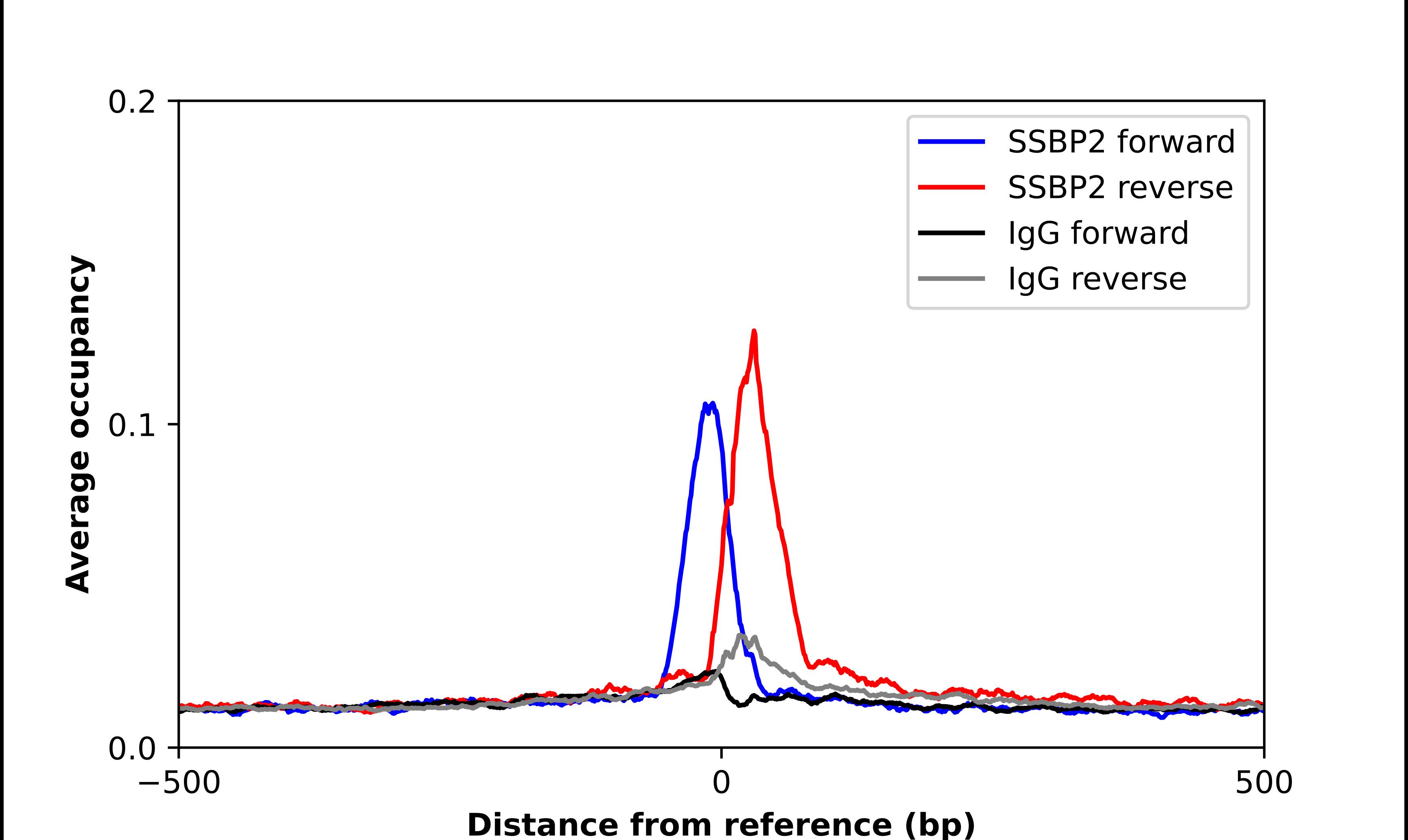 SSBP2 Antibody - BSA Free Chromatin Immunoprecipitation ChIP: SSBP2 Antibody - BSA Free