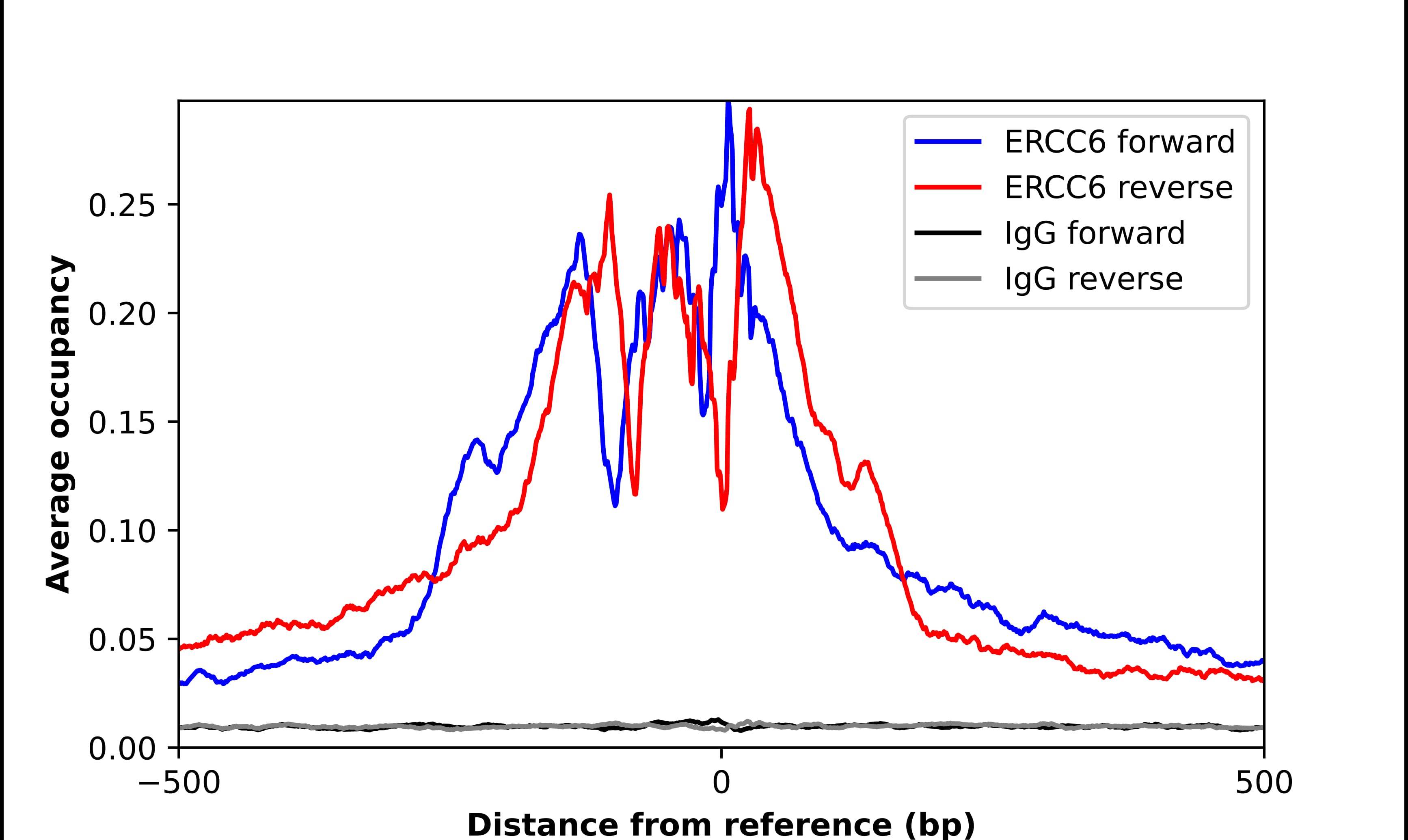CSB Antibody - BSA Free Chromatin Immunoprecipitation ChIP: CSB Antibody - BSA Free
