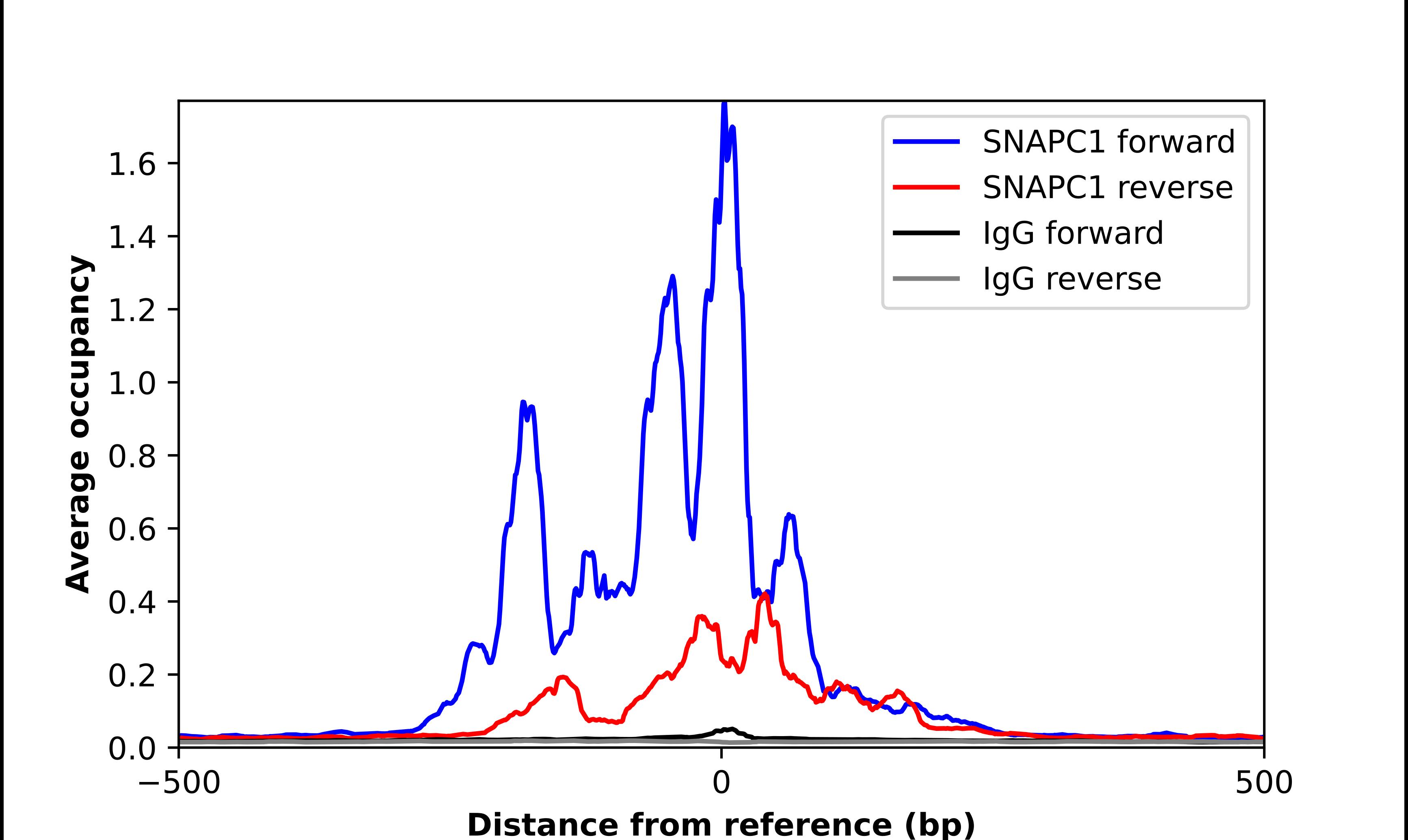 SNAP43 Antibody - BSA Free Chromatin Immunoprecipitation ChIP: SNAP43 Antibody - BSA Free