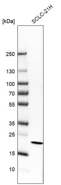 G-substrate Antibody Western Blot: G-substrate Antibody [NBP2-68949]