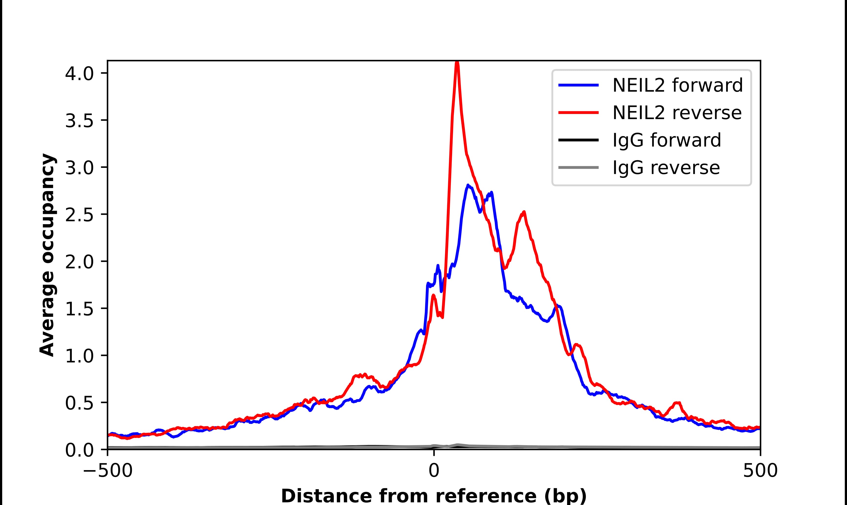 NEIL2 Antibody - BSA Free Chromatin Immunoprecipitation ChIP: NEIL2 Antibody - BSA Free