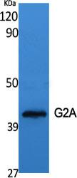 G2A/GPR132 Antibody