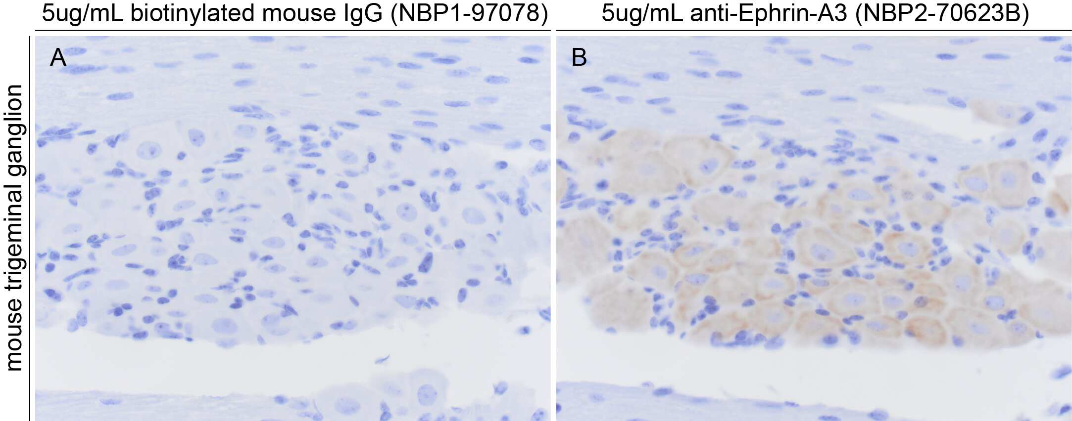 Ephrin-A3 Antibody (OTI4A4) [Biotin]