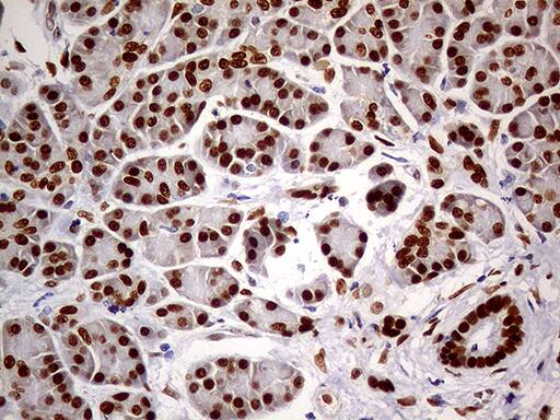 MEIS1 Antibody (OTI2A3)