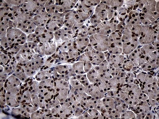 SUPT16H Antibody (OTI3B8)