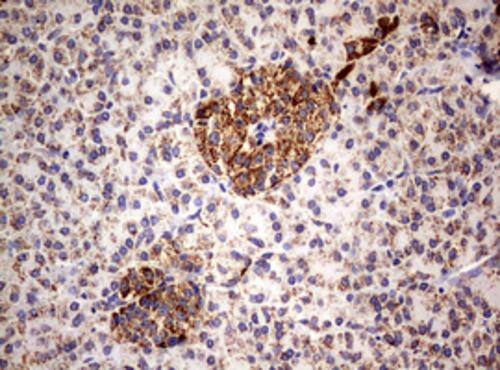 PI 3-Kinase p110 delta Antibody (OTI1D11) - Azide and BSA Free