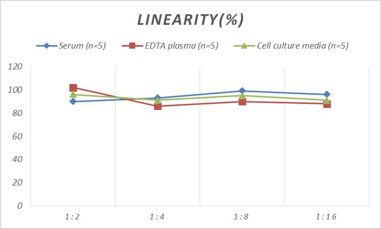 Human CDC2/CDK1 ELISA Kit (Colorimetric)