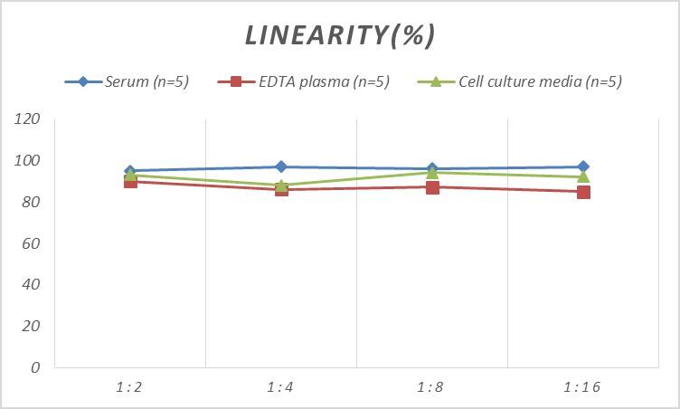 Rat p16INK4a/CDKN2A ELISA Kit (Colorimetric)