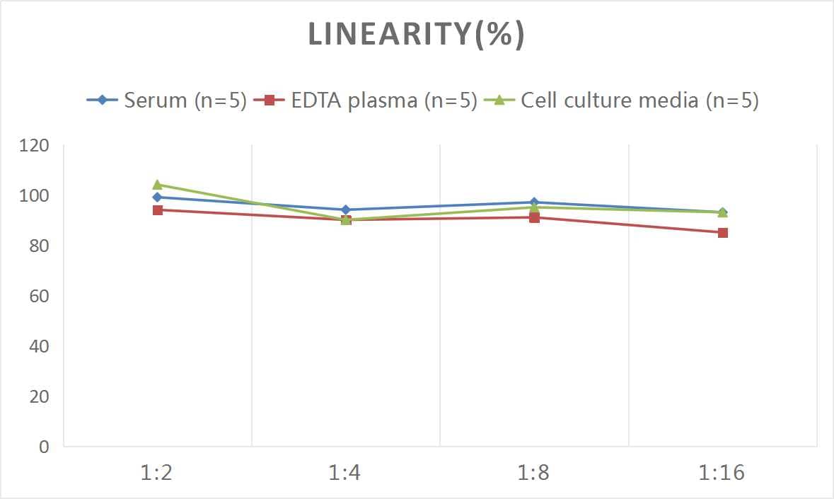 Mouse Creatine Kinase, Muscle/CKMM ELISA Kit (Colorimetric)