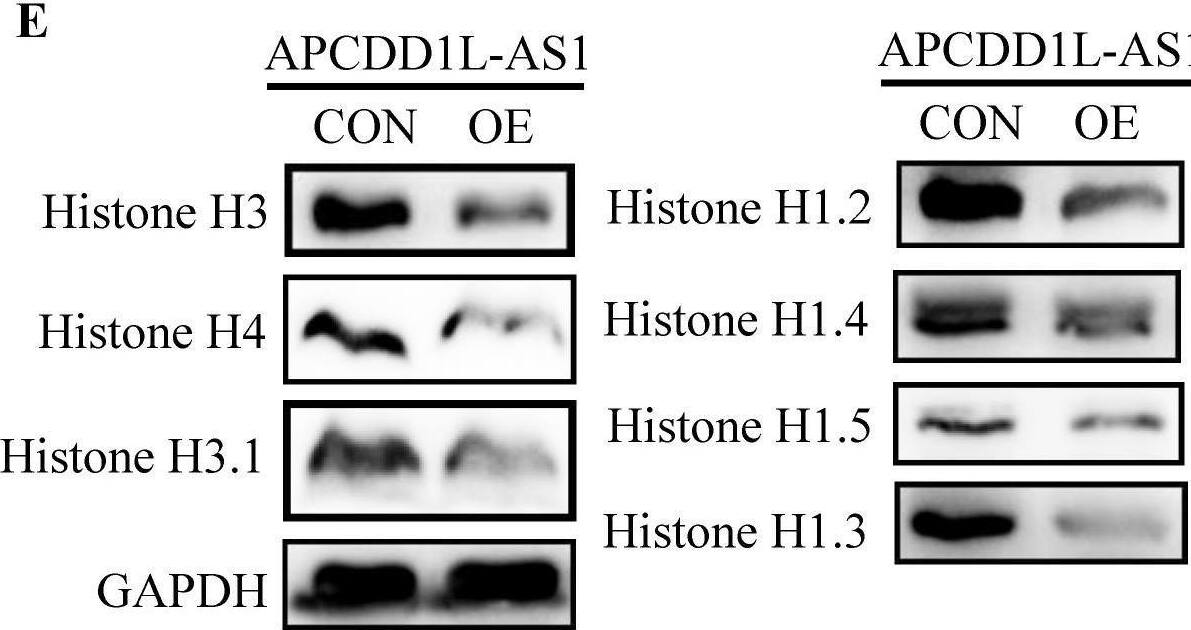 Histone H3.1 Antibody