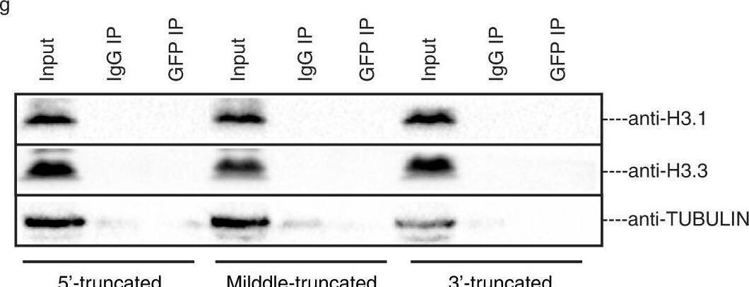 Histone H3.1 Antibody