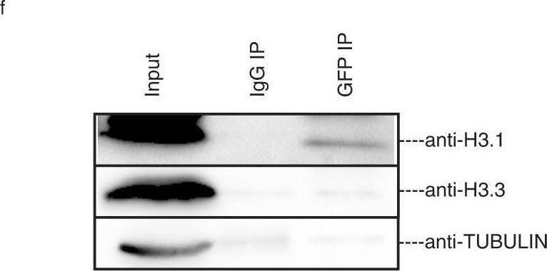 Histone H3.1 Antibody