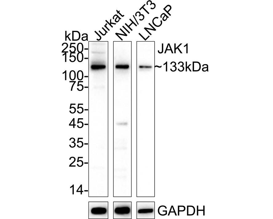 Jak1 Antibody (JM75-03) Western Blot: Jak1 Antibody (JM75-03) [NBP2-75547]