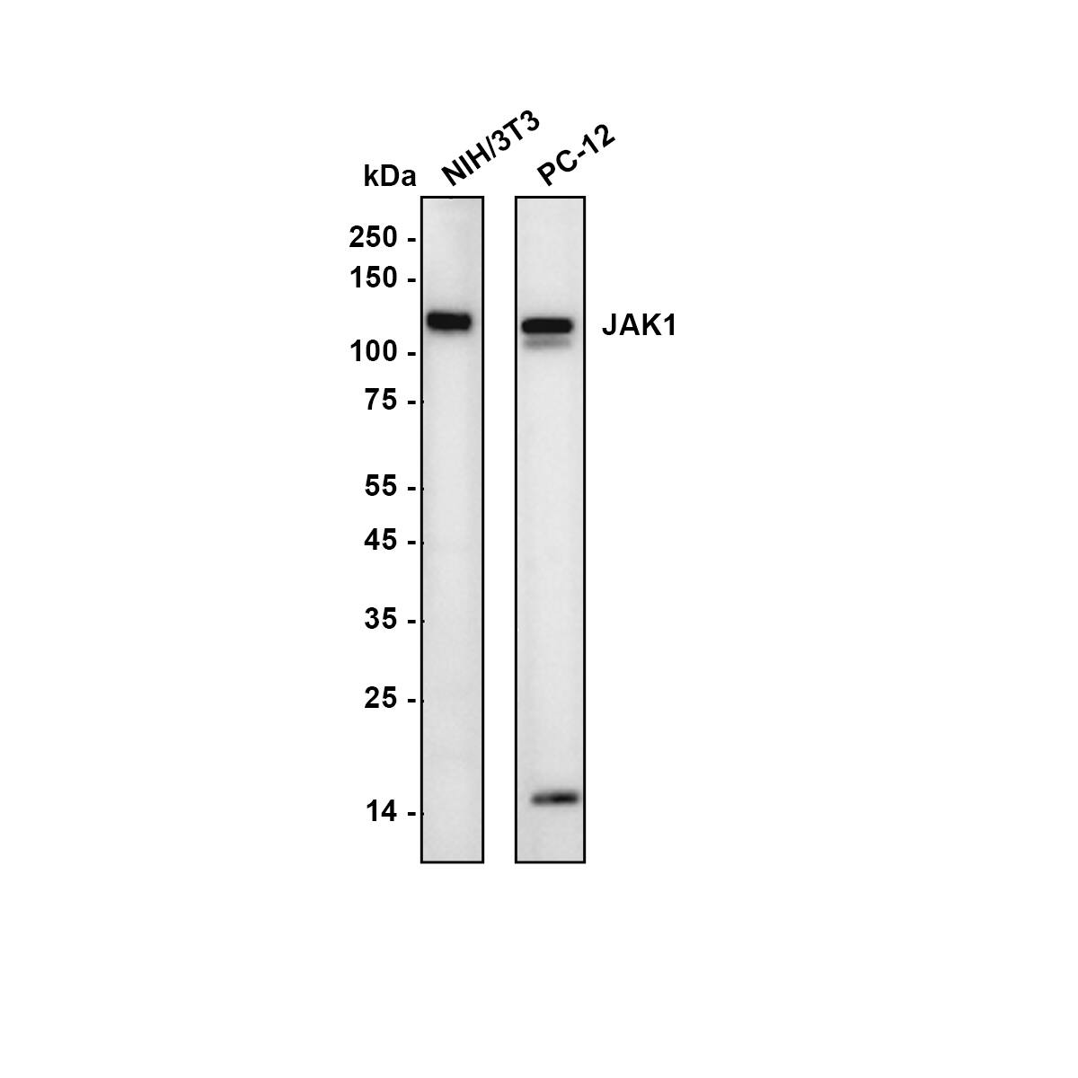 Jak1 Antibody (JM75-03) Western Blot: Jak1 Antibody (JM75-03) [NBP2-75547]