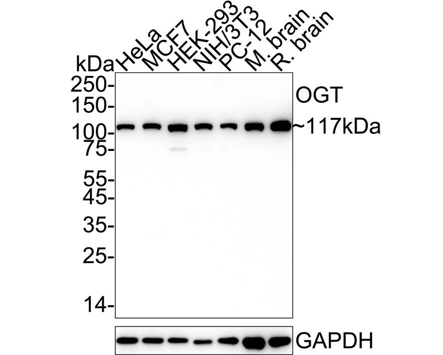 O-GlcNAc Transferase p110 subunit Antibody (JB44-39) Western Blot: O-GlcNAc Transferase p110 subunit Antibody (JB44-39) [NBP2-75601]