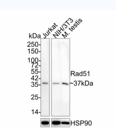 Rad51 Antibody (JM54-26)