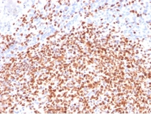 OCT2 Antibody (OCT2/2137) - Azide and BSA Free