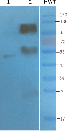CD4 Antibody (YNB46.1.8 (Campath-9H)) - Azide and BSA Free