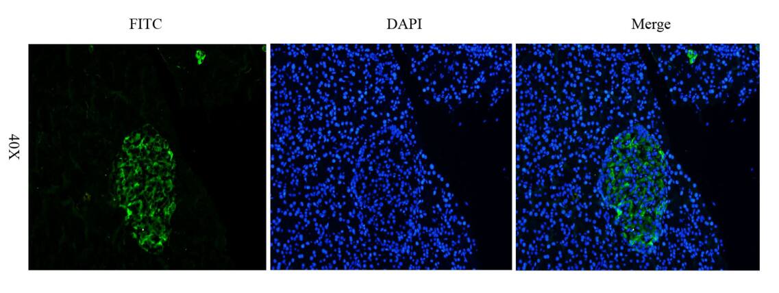 CEACAM5/CD66e Antibody (Arcitumomab) - Azide and BSA Free