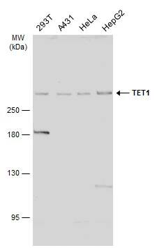 TET1 Antibody