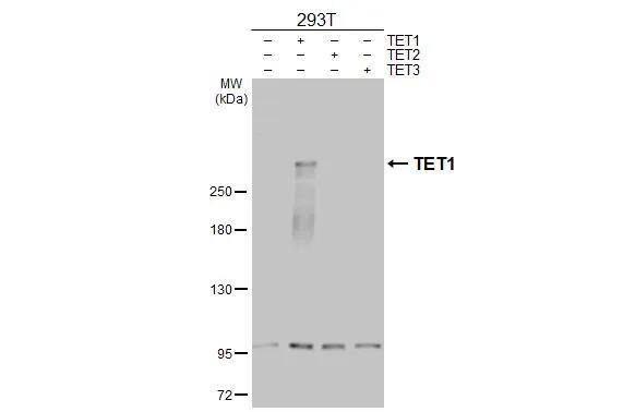 TET1 Antibody - BSA Free
