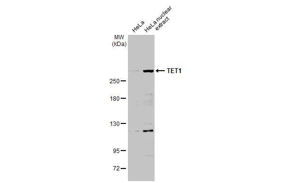 TET1 Antibody - BSA Free