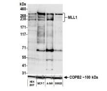 KMT2A/MLL Antibody (BL-175-7E8)