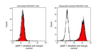 KAP1 [p Ser824] Antibody (BL-246-7B5)