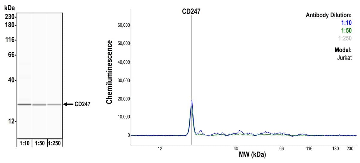 CD3 zeta Antibody (BL-336-1B2)