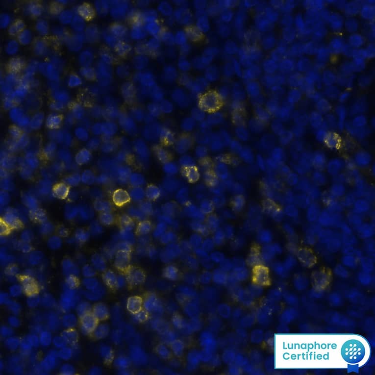 VISTA/B7-H5/PD-1H Antibody (BLR035F) Detection of VISTA in Human Spleen via seqIF™ staining on COMET™