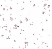 B7-2/CD86 Antibody (BLR030F)