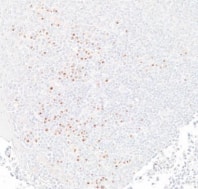 B7-2/CD86 Antibody (BLR030F)