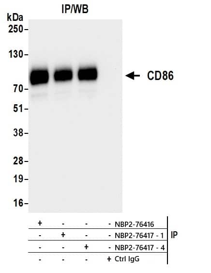 B7-2/CD86 Antibody (BLR030F)