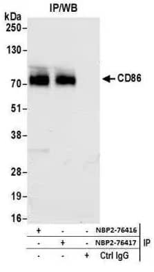 B7-2/CD86 Antibody (BLR030F)