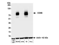 B7-2/CD86 Antibody (BLR030F)