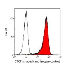 CTCF Antibody (BLR041F)