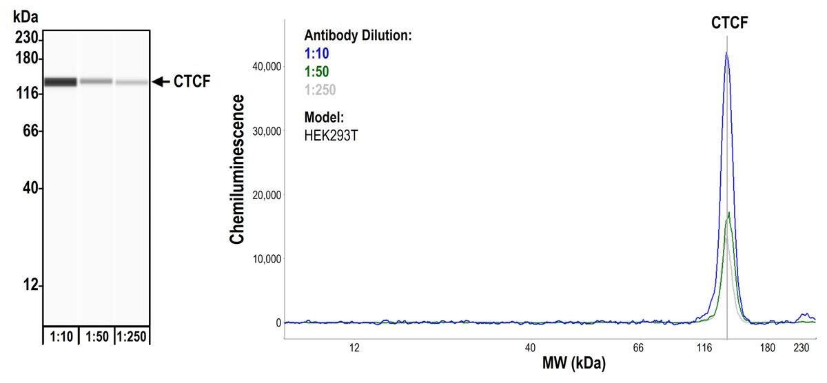 CTCF Antibody (BLR041F)