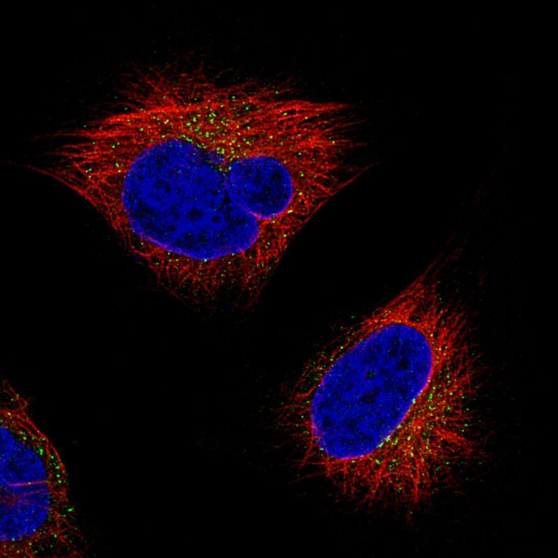 beta-Actin Antibody (CL3868) - BSA Free Immunocytochemistry/ Immunofluorescence: beta-Actin Antibody (CL3868) [NBP2-76481]