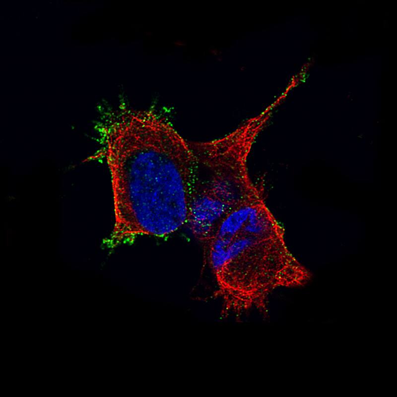 TMEM119 Antibody (CL8714) - BSA Free Immunocytochemistry/ Immunofluorescence: TMEM119 Antibody (CL8714) [NBP2-76985]