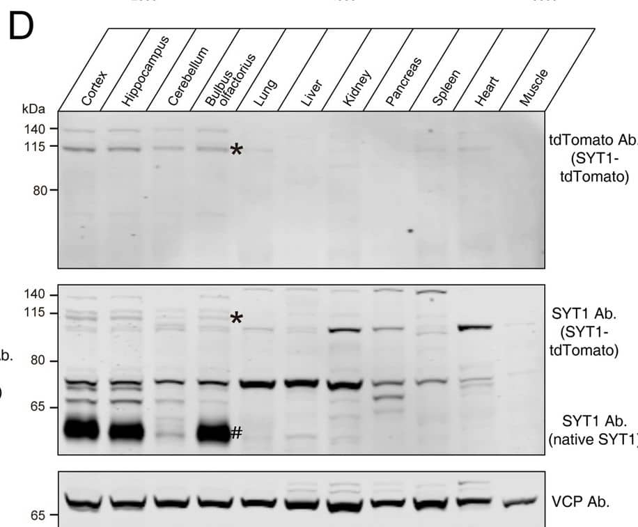 tdTomato Antibody (OTI2H2)
