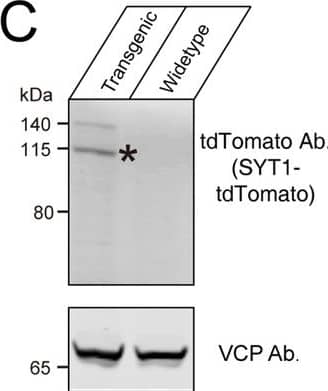 tdTomato Antibody (OTI2H2)