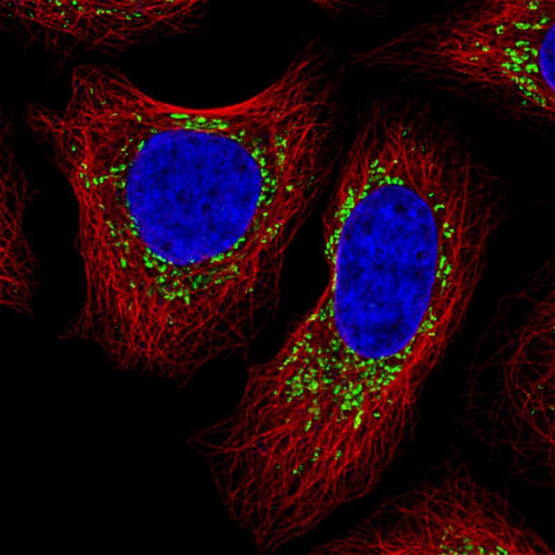 COX4 Antibody (CL3497) - BSA Free Immunocytochemistry/ Immunofluorescence: COX4 Antibody (CL3497) [NBP2-78718]