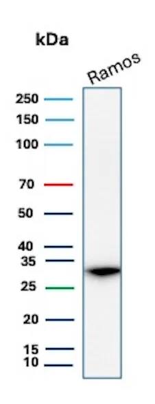 Prohibitin Antibody (PHB/3231) Western Blot: Prohibitin Antibody (PHB/3231) [NBP2-79744] -