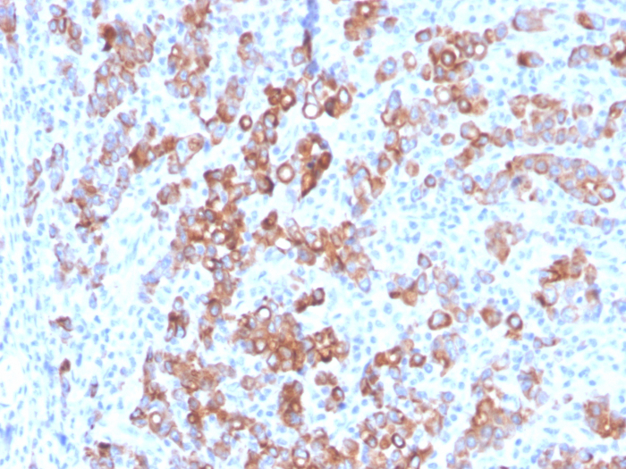 TIM-3 Antibody (TIM3/3113) - Azide and BSA Free