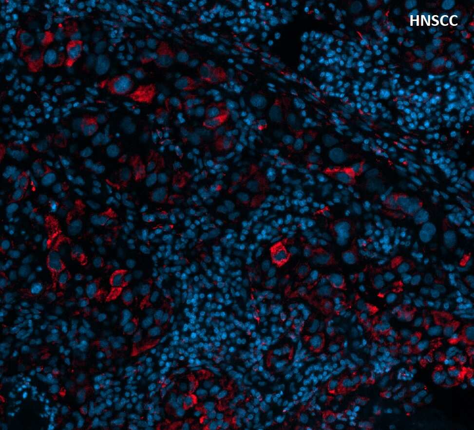 TIM-3 Antibody (TIM3/3113) [Alexa Fluor® 750]