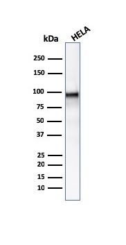 beta-Catenin Antibody (CTNNB1/2030R) - Azide and BSA Free Western Blot: beta-Catenin Antibody (CTNNB1/2030R) - Azide and BSA Free [NBP2-79888] -