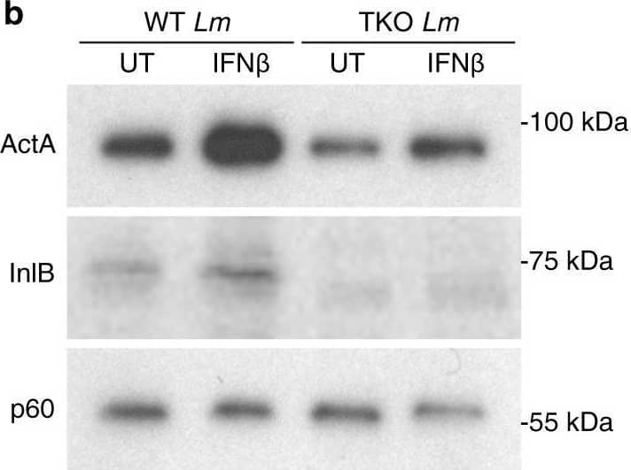 Listeria monocytogenes p60 Antibody (p6007) - Azide and BSA Free